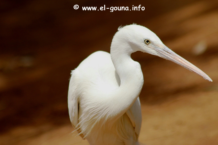 El Gouna Fishfarm 3660